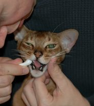 Why are my cat’s teeth discoloured?
