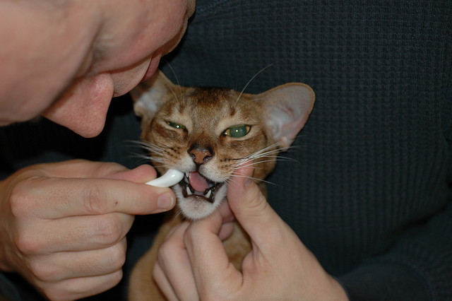 Brushing a cat’s teeth