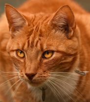 New strain of FIP in cats – what’s going on?