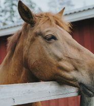 Are long term painkillers safe for my horse?